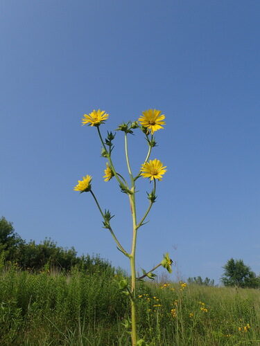 Silphium laciniatum