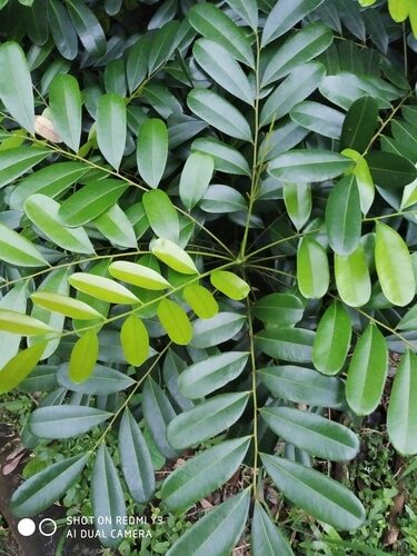 Simarouba glauca (Paradise Tree) — photo