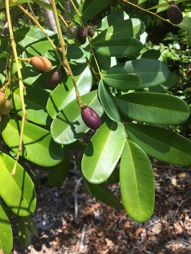 Simarouba glauca
