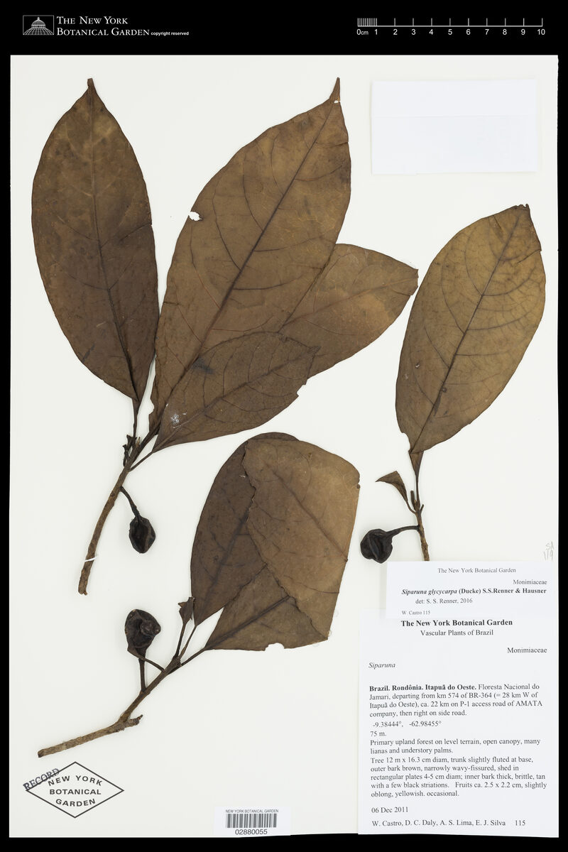 Siparuna glycycarpa (Sweet fruit bogwood) — photo