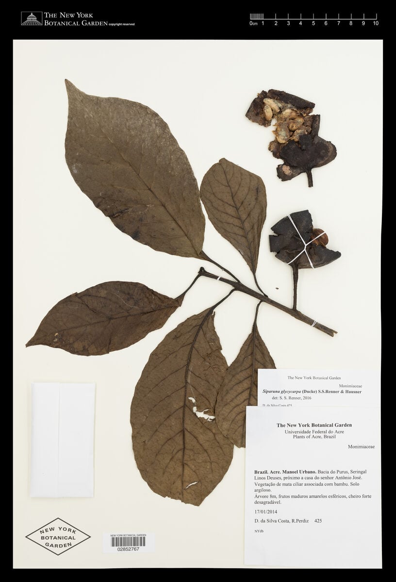 Siparunaceae