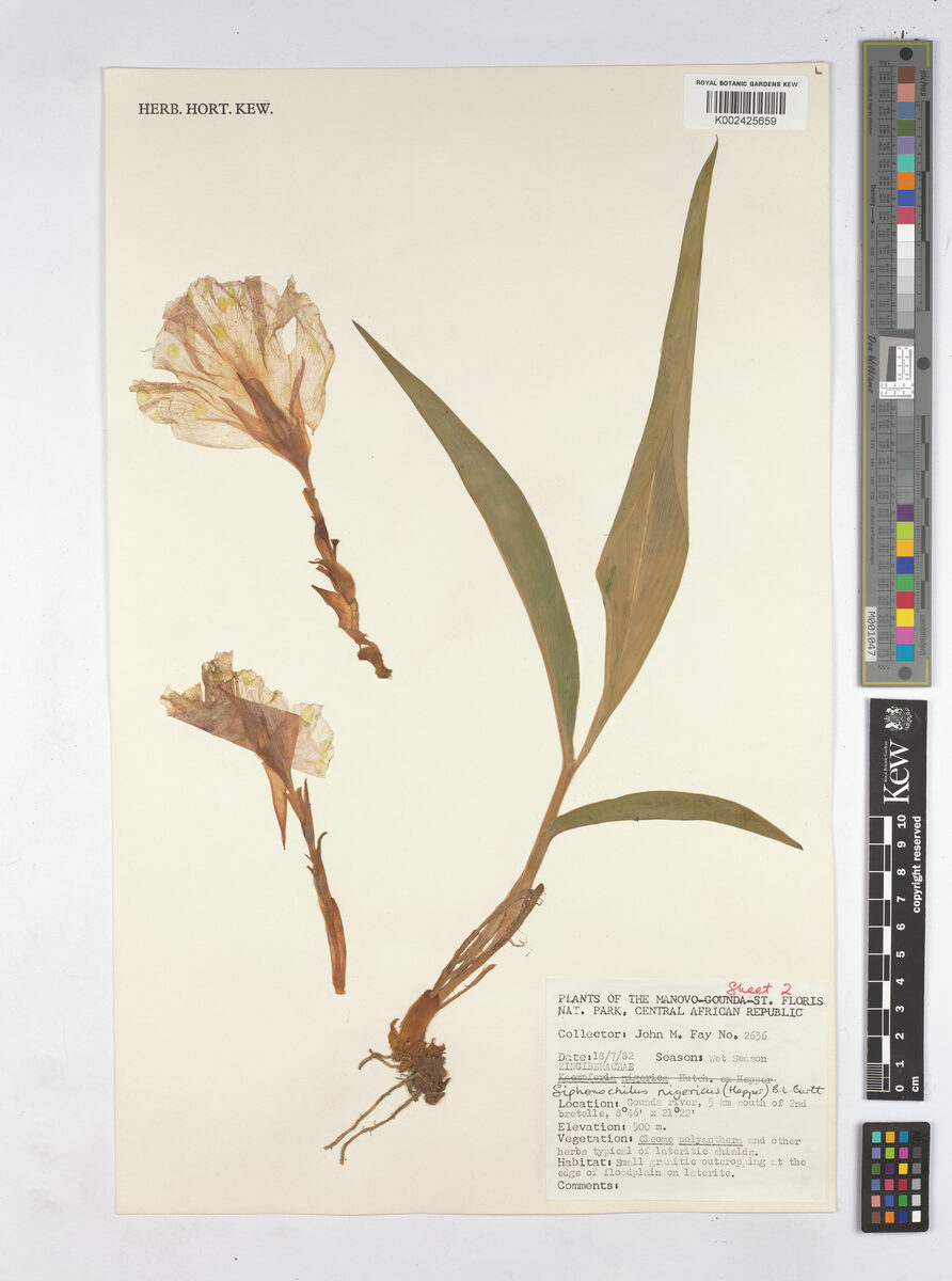 Siphonochilus nigericus (Resurrection lily) — photo