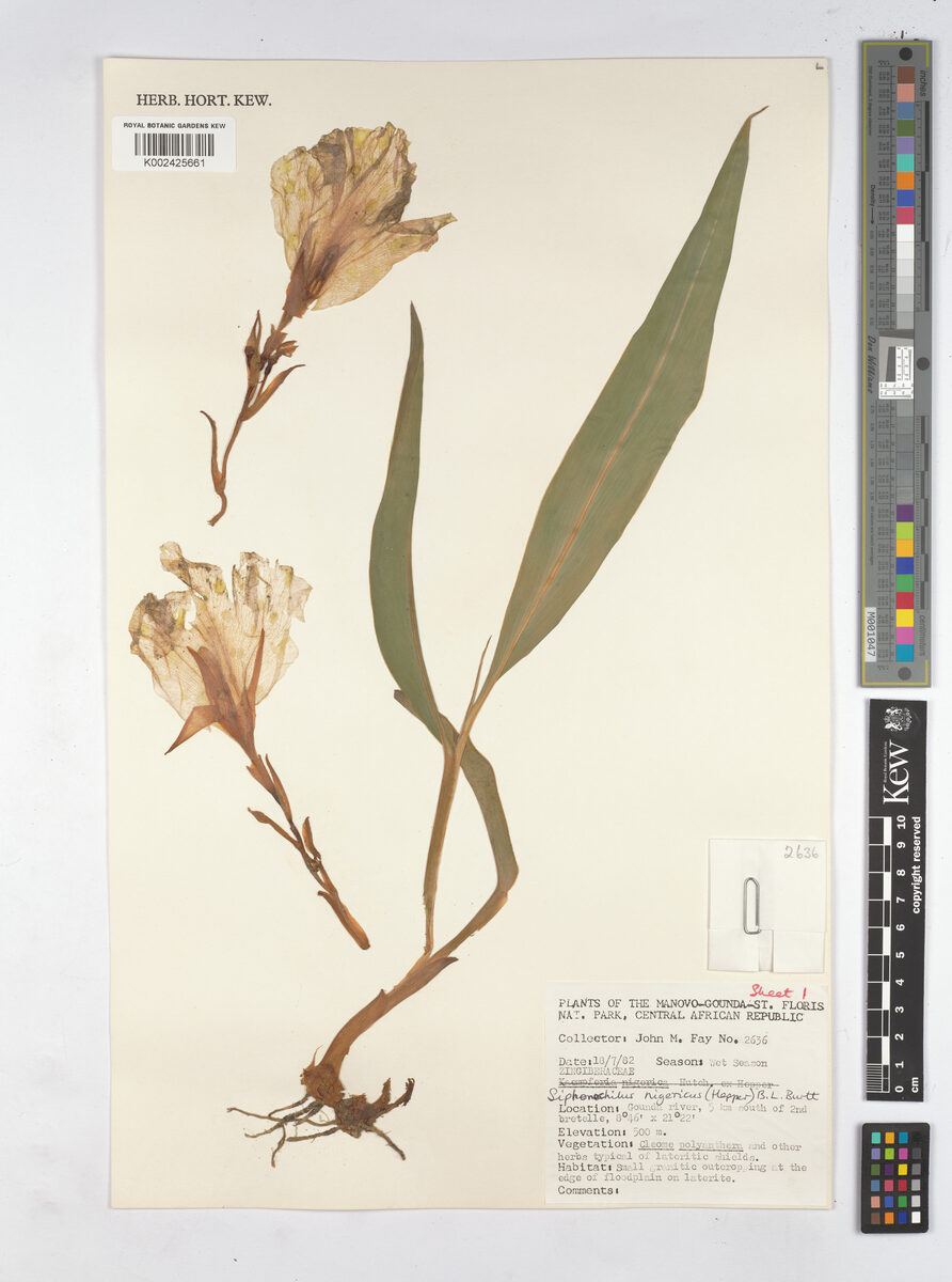 Siphonochilus nigericus (Resurrection lily) — photo