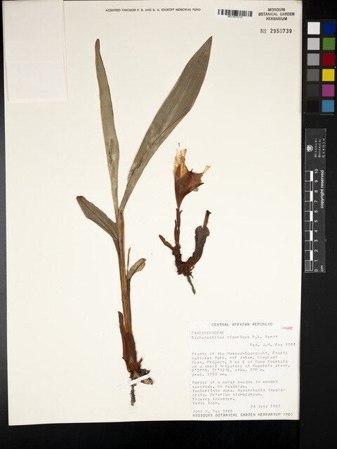 Siphonochilus nigericus