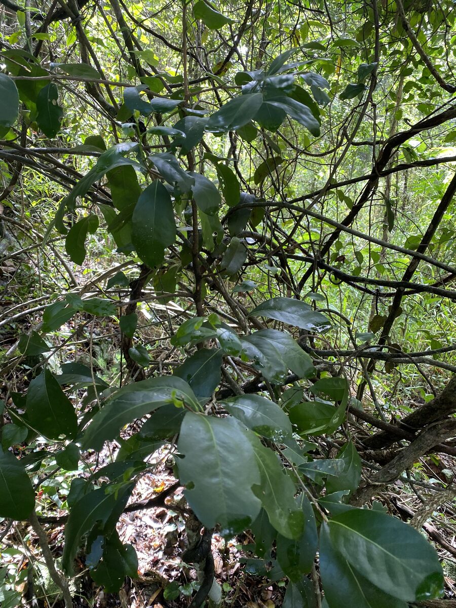 Siphonodon pendulum (Tennis ball tree) — photo