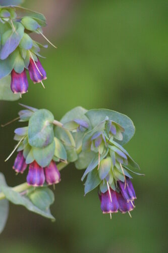 Sison amomum (Honeywort) — photo