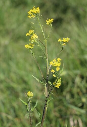 Sisymbrium irio (London rocket) — photo