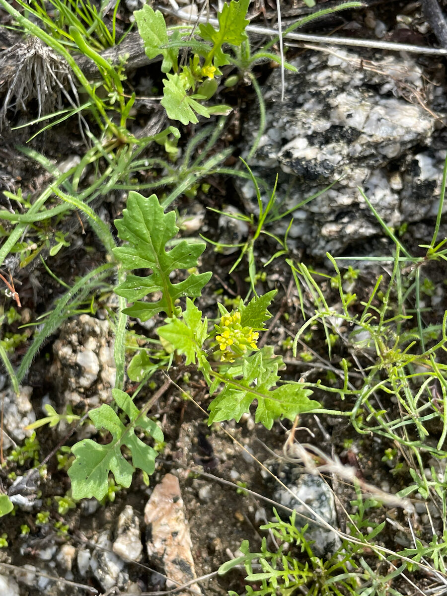 Sisymbrium matritense — photo