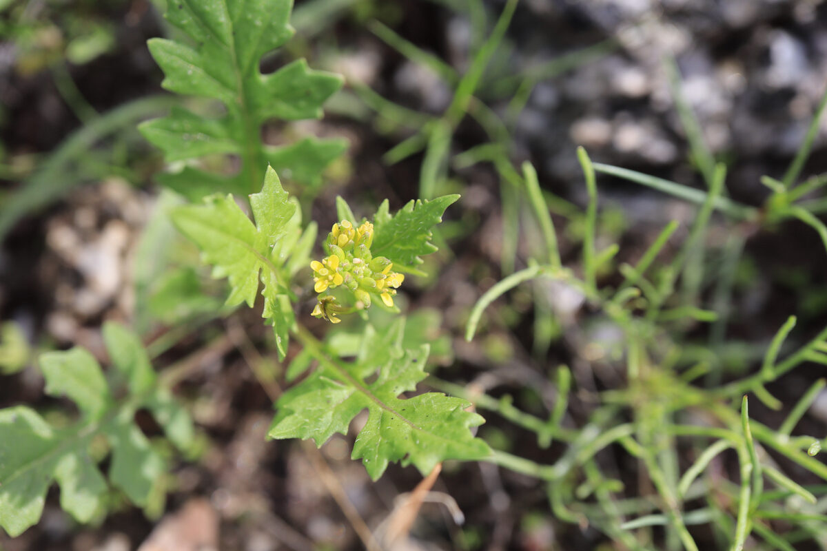 Sisymbrium matritense — photo