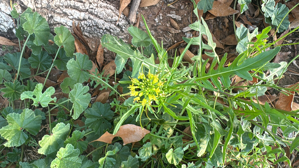 Sisymbrium matritense