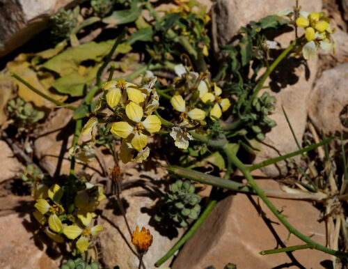 Sisymbrium septulatum (Slih) — photo