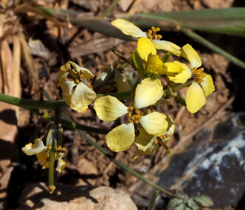 Sisymbrium septulatum