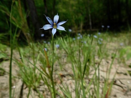 Sisyrinchium angustifolium (Bermuda Blue-Eyed Grass) — photo