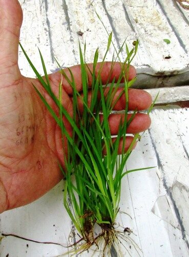 Sisyrinchium angustifolium (Bermuda Blue-Eyed Grass) — photo