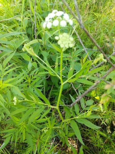 Sium latifolium (Water parsnip) — photo