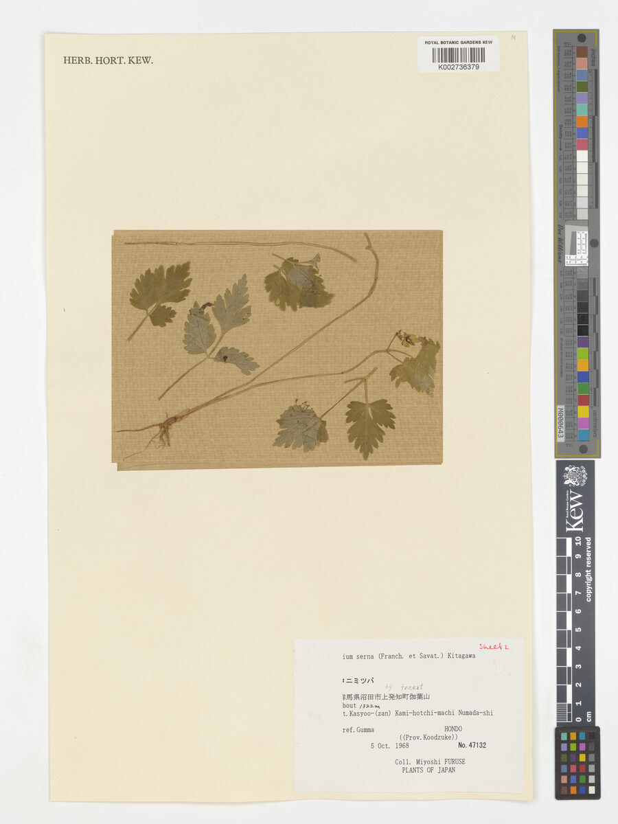 Sium serra - (Franch.&Sav.)Kitag. — photo