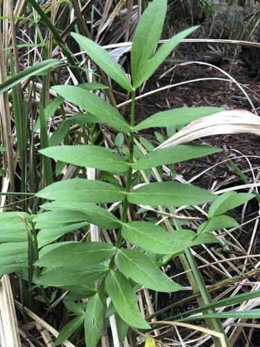 Sium suave (Water Parsnip) — photo
