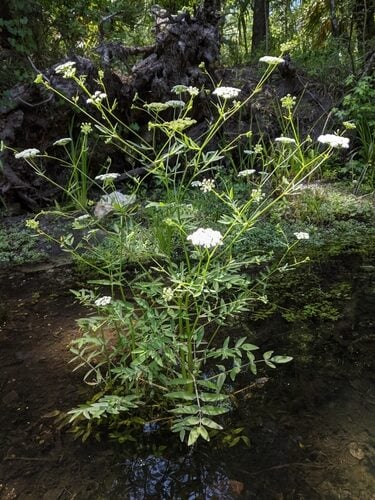 Sium suave (Water Parsnip) — photo
