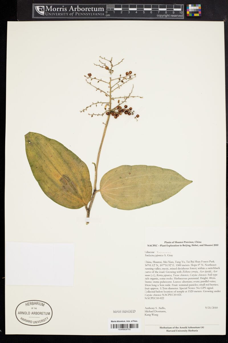 Smilacina japonica