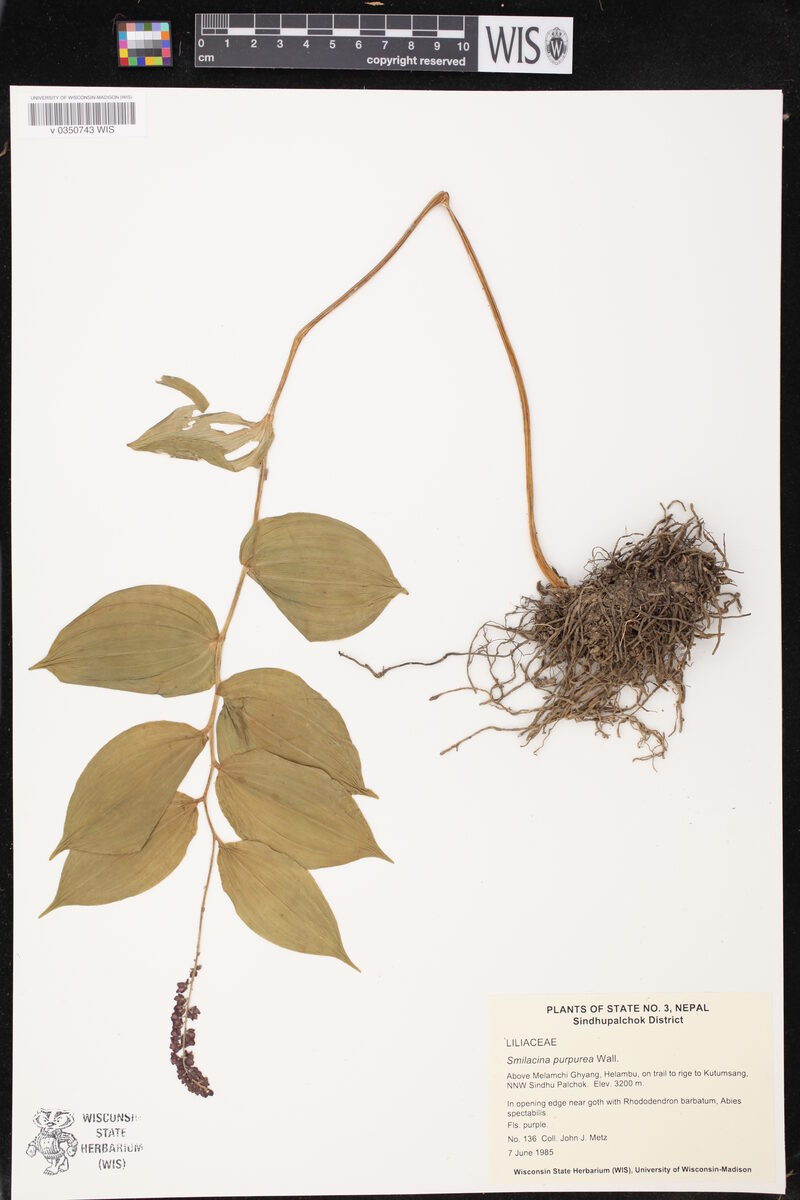 Smilacina purpurea — photo