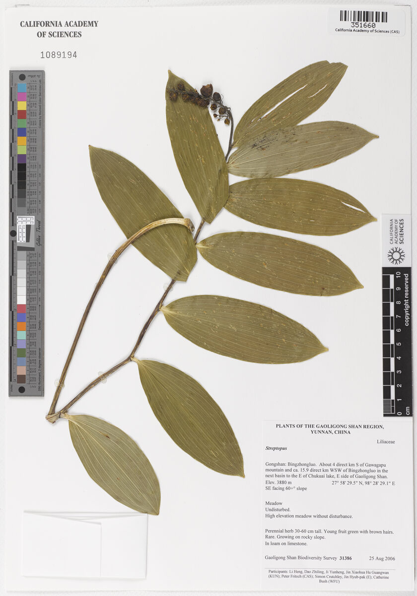 Smilacina purpurea