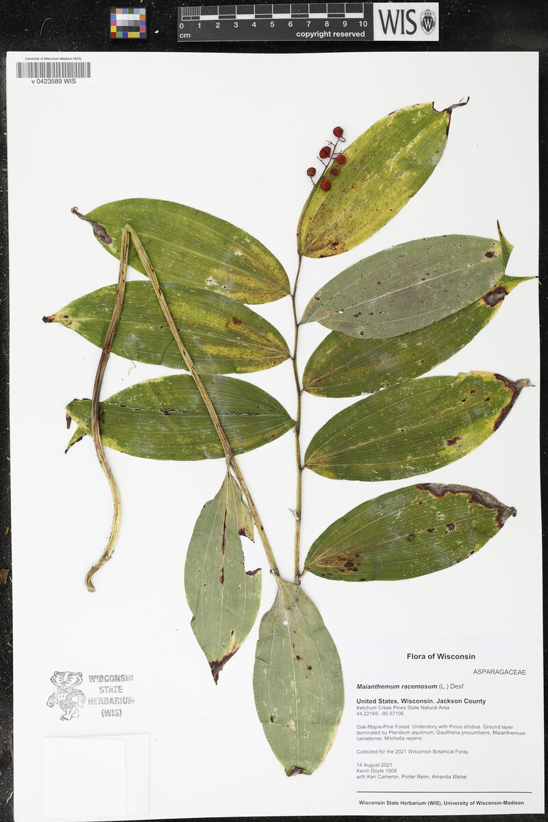 Smilacina racemosa - (L.)Desf. (False Spikenard) — photo