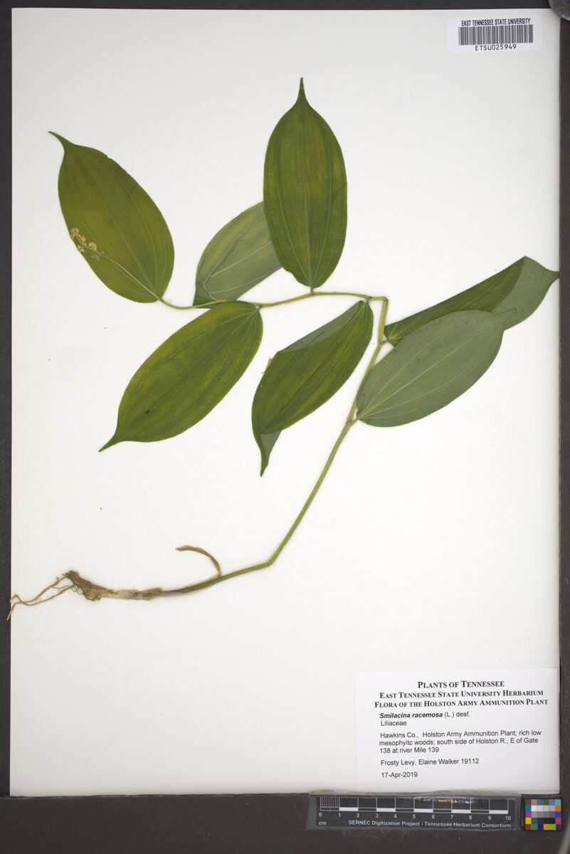 Smilacina racemosa - (L.)Desf. (False Spikenard) — photo