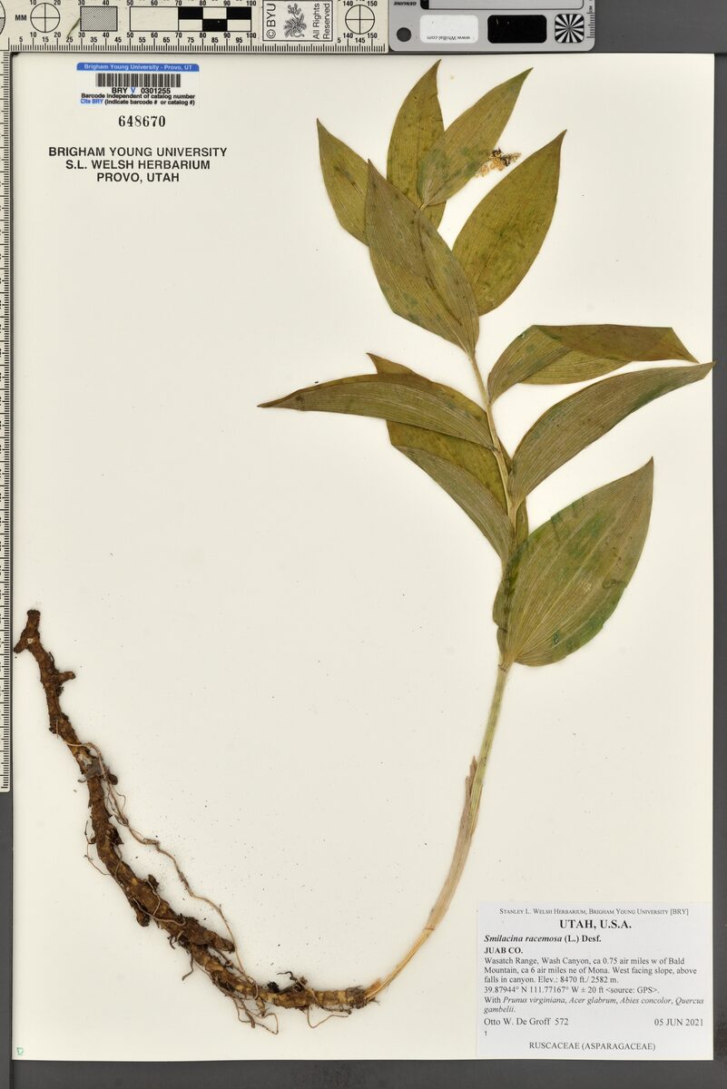 Smilacina racemosa - (L.)Desf.