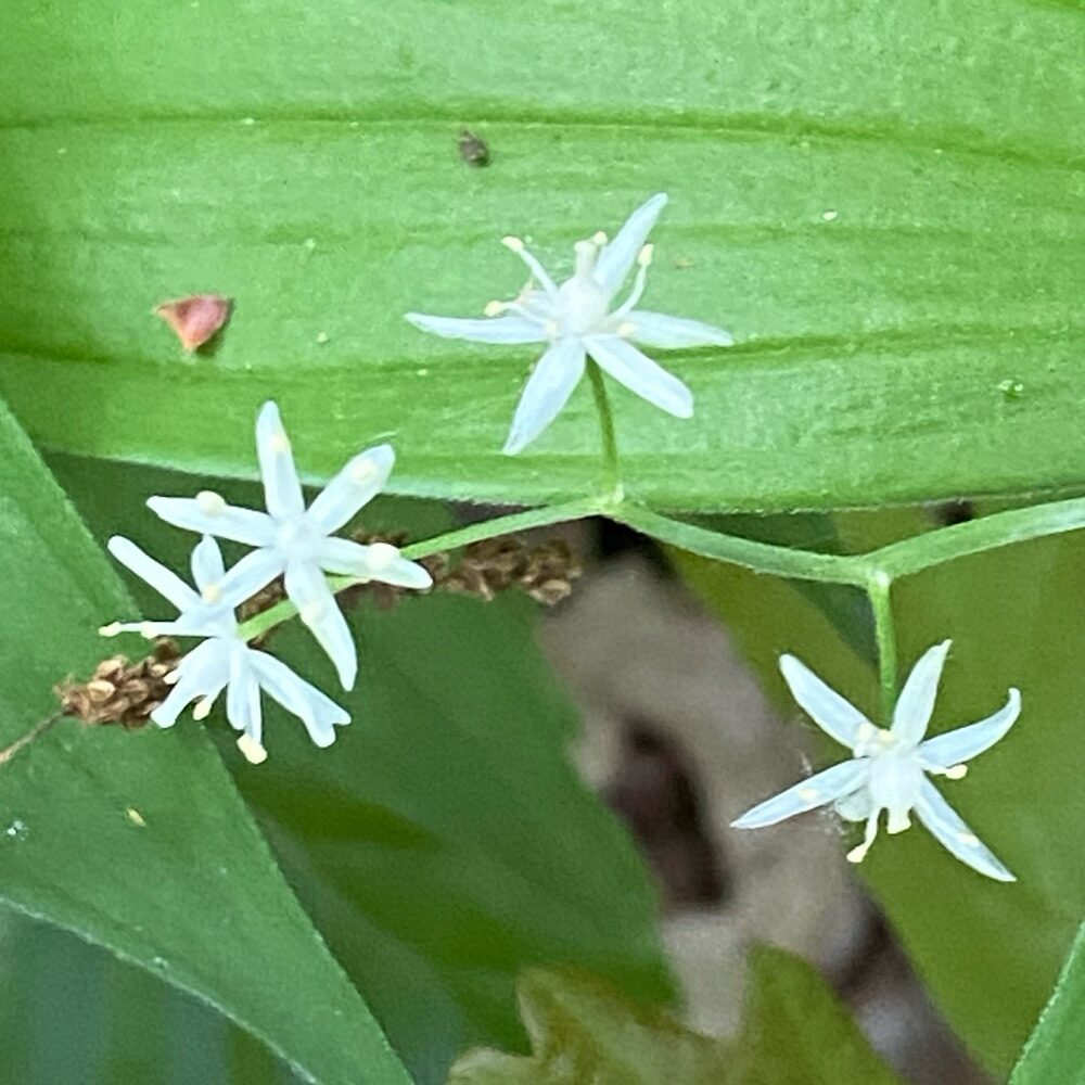 Smilacina stellata - (L.)Desf. (Star-Flowered Lily Of The Valley) — photo