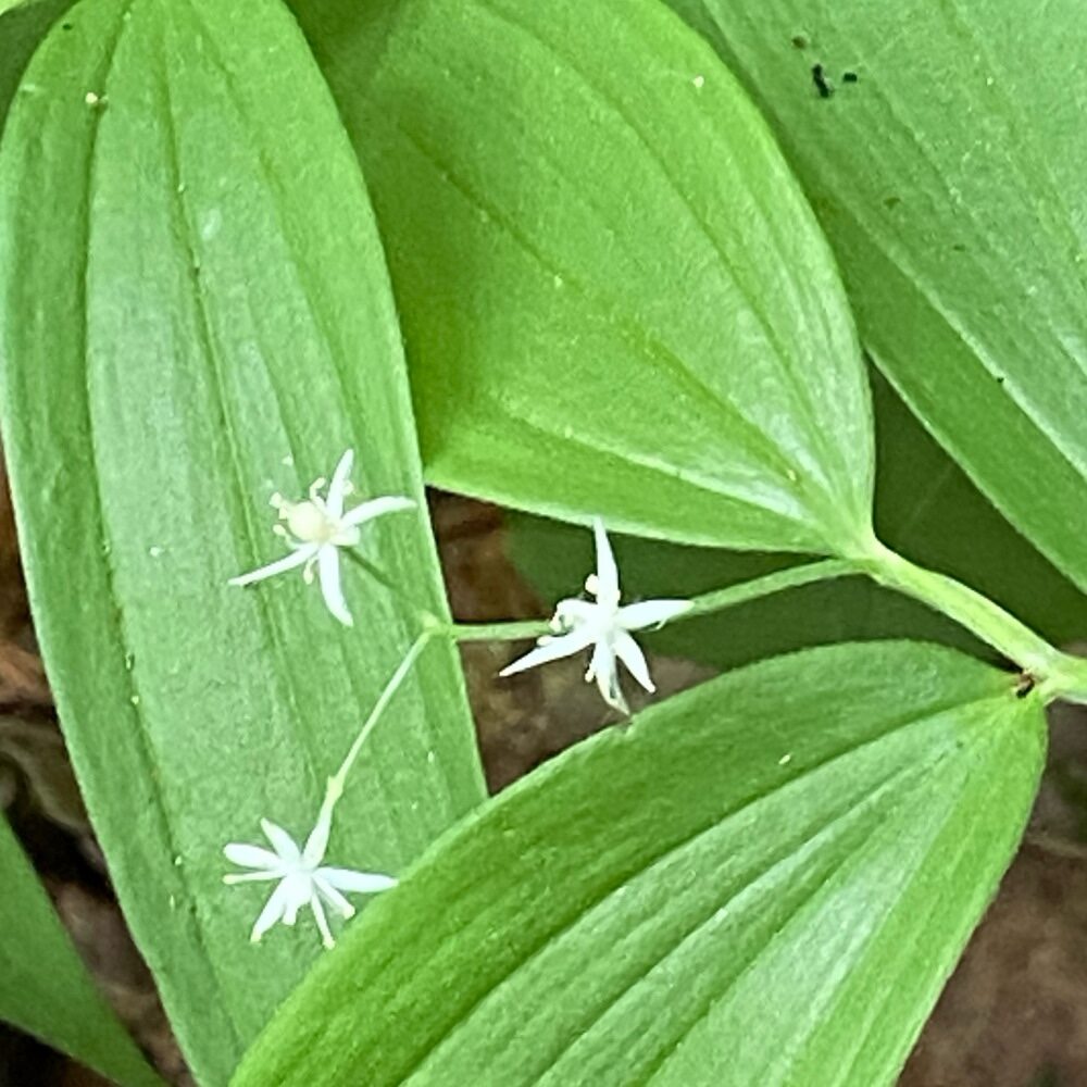 Smilacina stellata - (L.)Desf. (Star-Flowered Lily Of The Valley) — photo