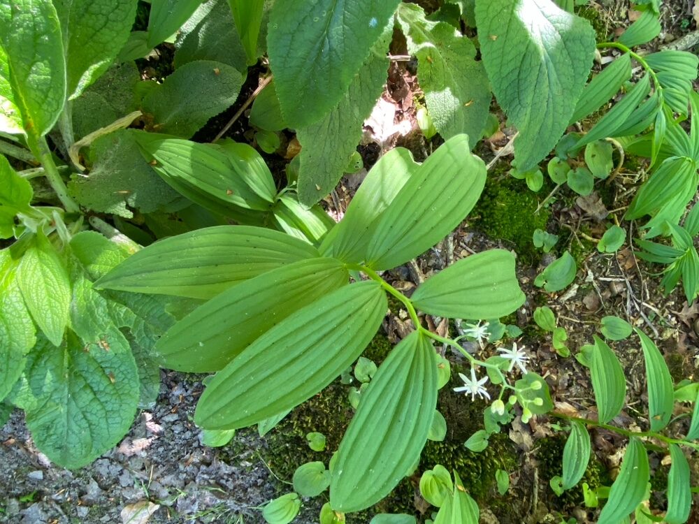 Smilacina stellata - (L.)Desf.