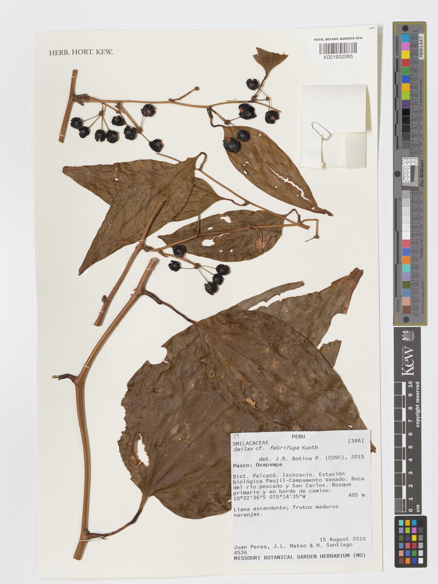 Smilax febrifuga (Ecuadorian Sarsaparilla) — photo
