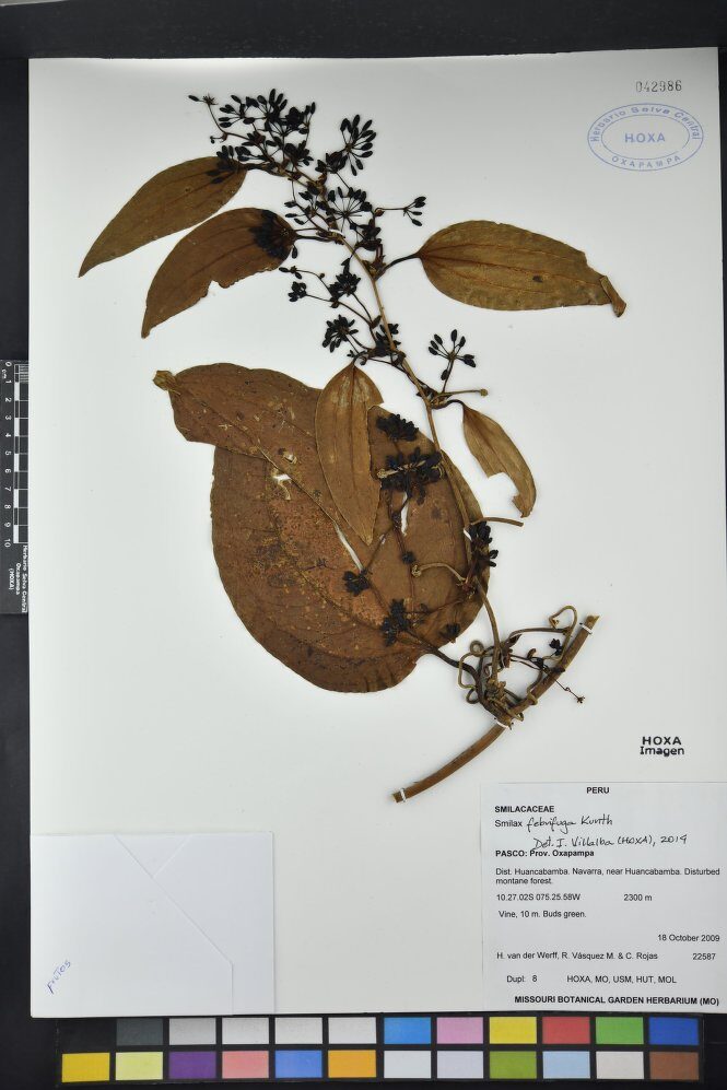 Smilax febrifuga (Ecuadorian Sarsaparilla) — photo