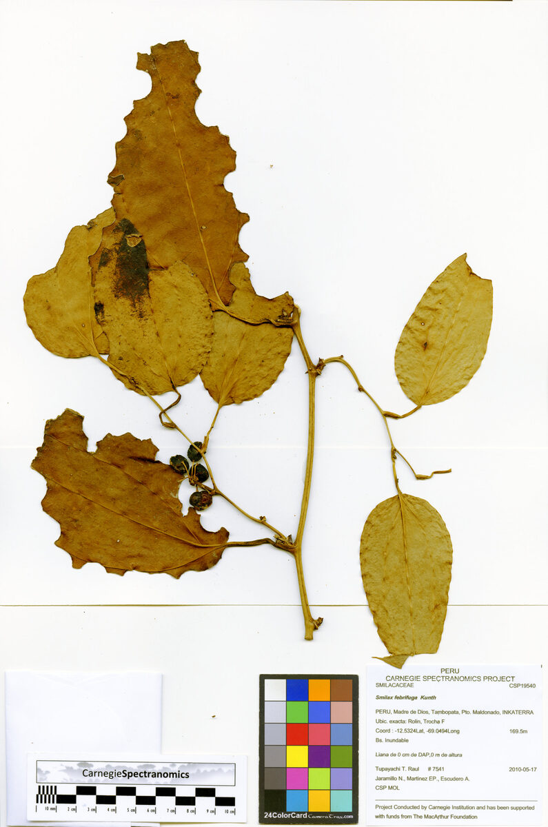 Smilax febrifuga