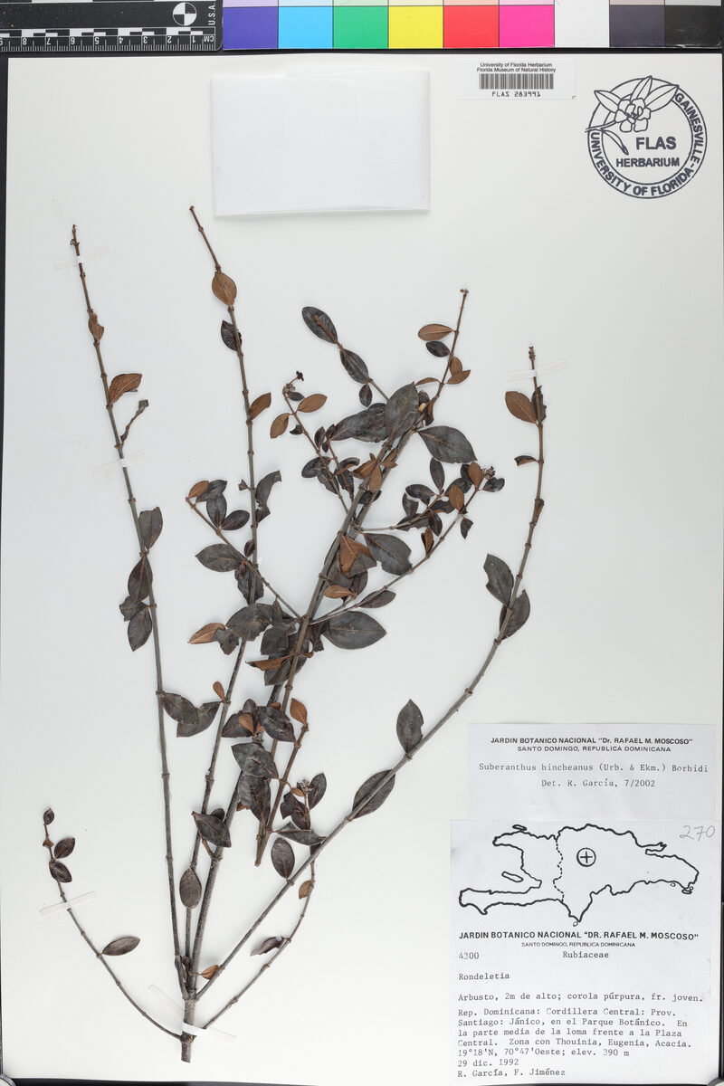 Smilax hispida (Hag Briar) — photo