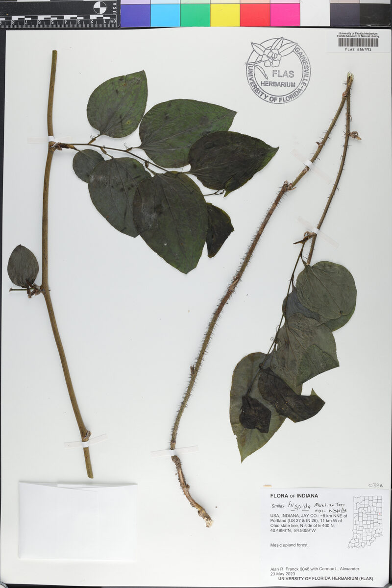 Smilax hispida (Hag Briar) — photo