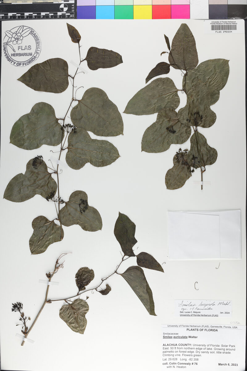 Smilax hispida