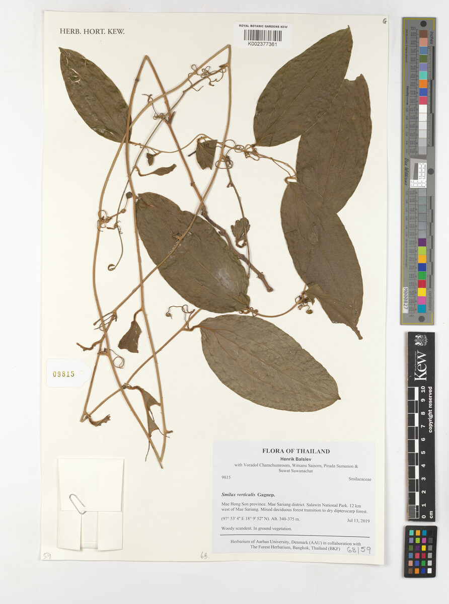 Smilax verticalis — photo