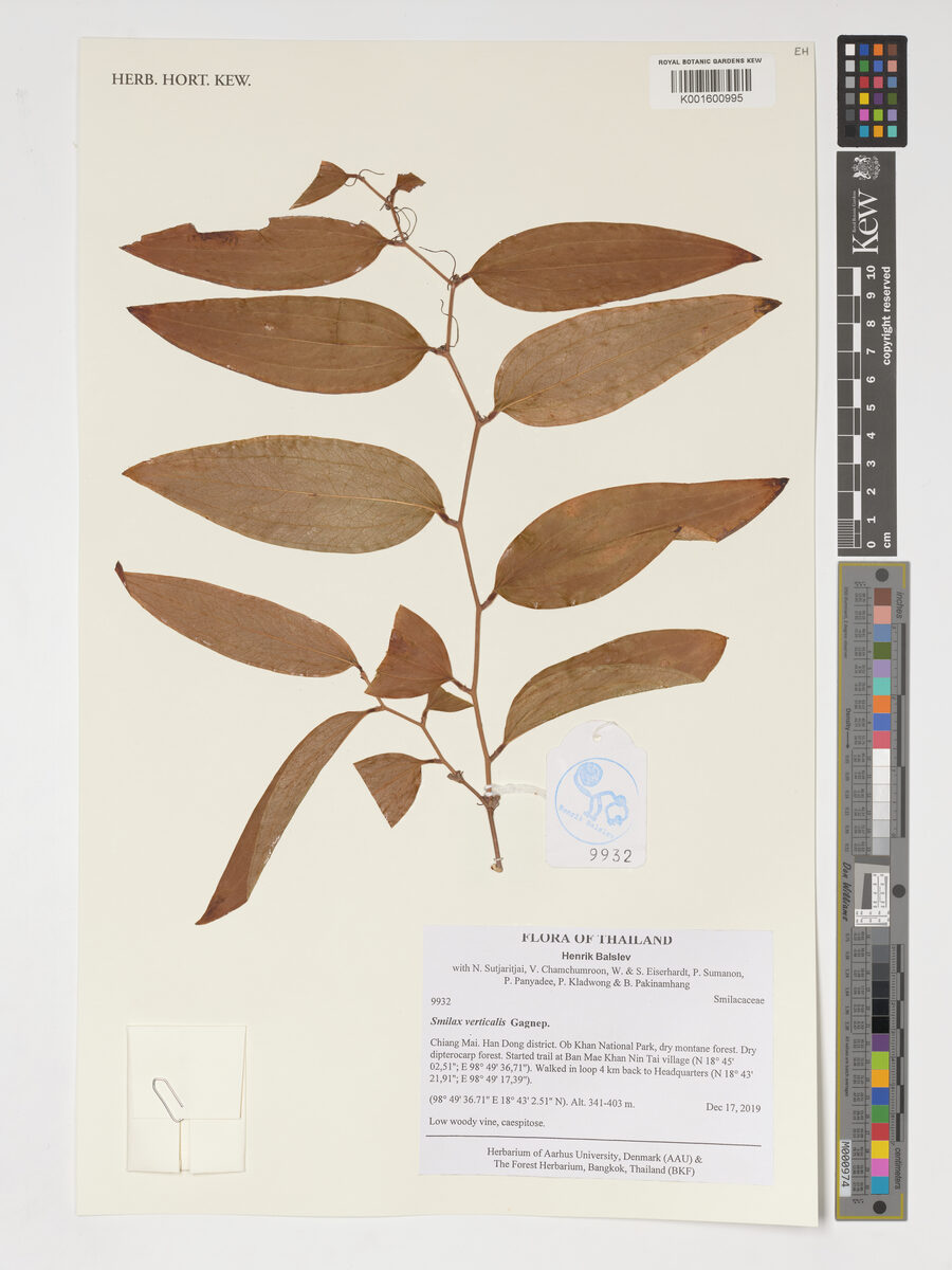 Smilax verticalis — photo