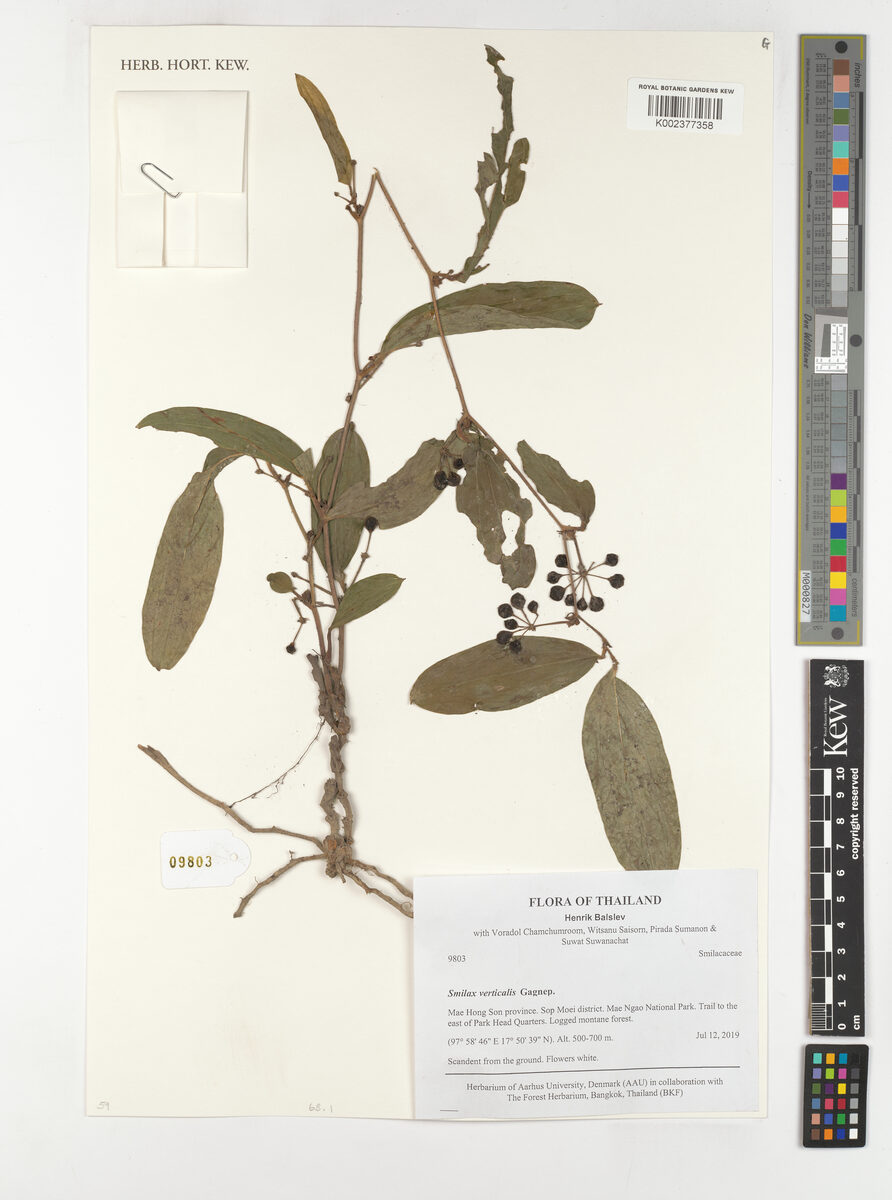 Smilax verticalis