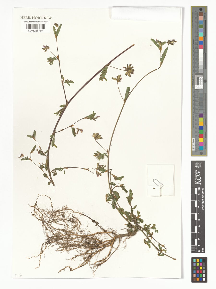 Smithia elliotii