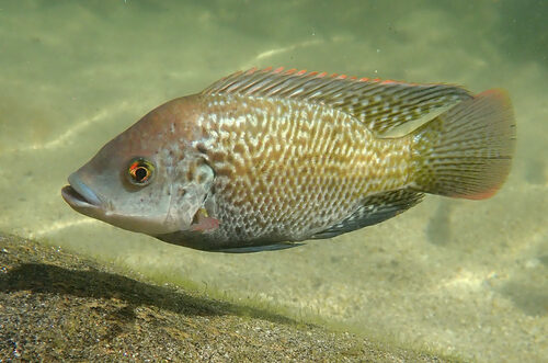 Snowdenia polystachya