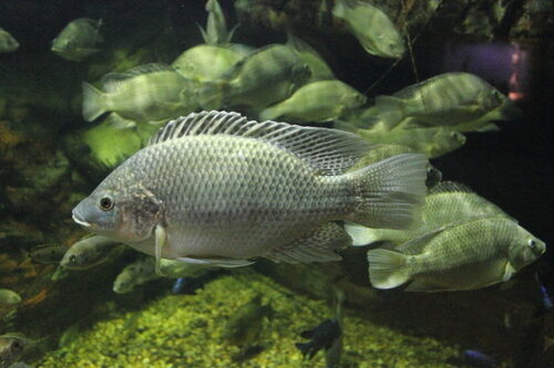 Snowdenia polystachya (Muja) — photo