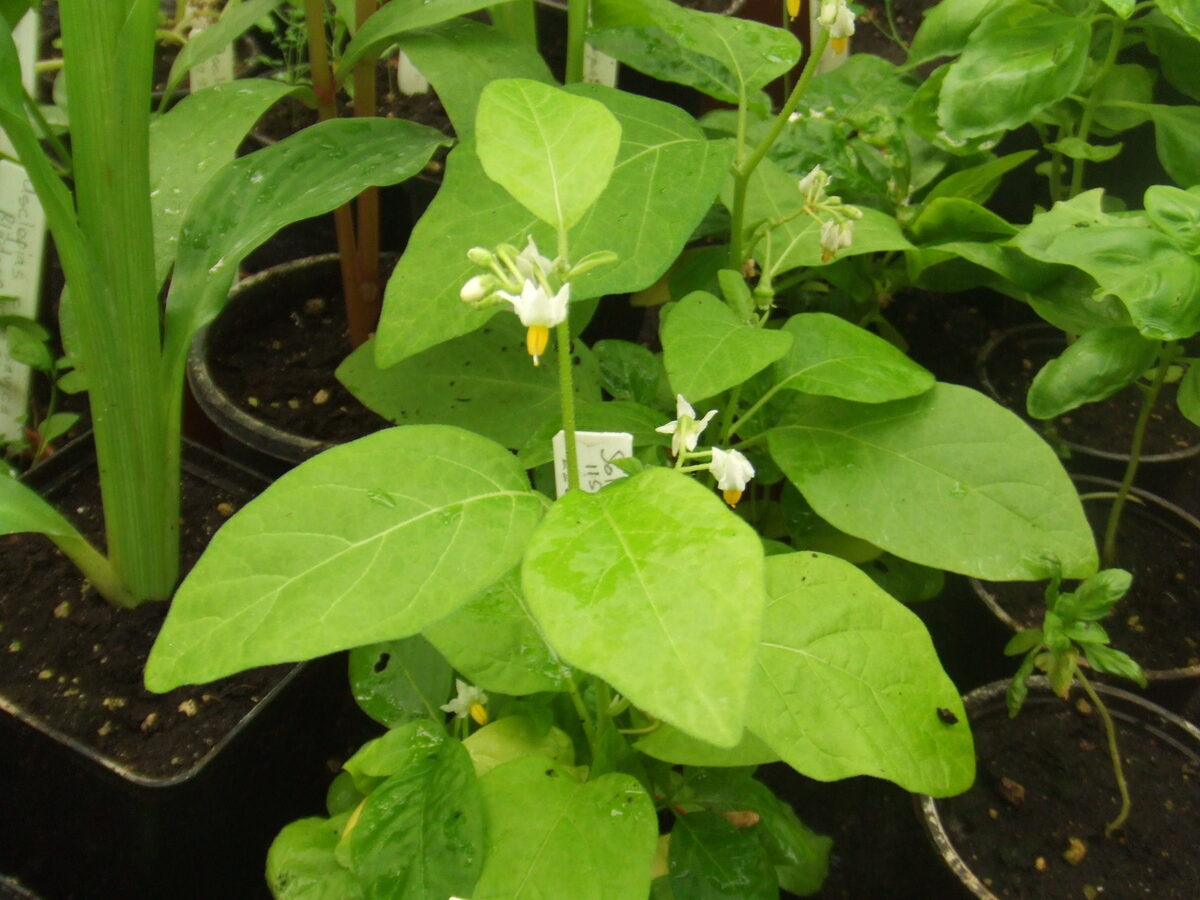 Solanum aethiopicum (Scarlet eggplant) — photo