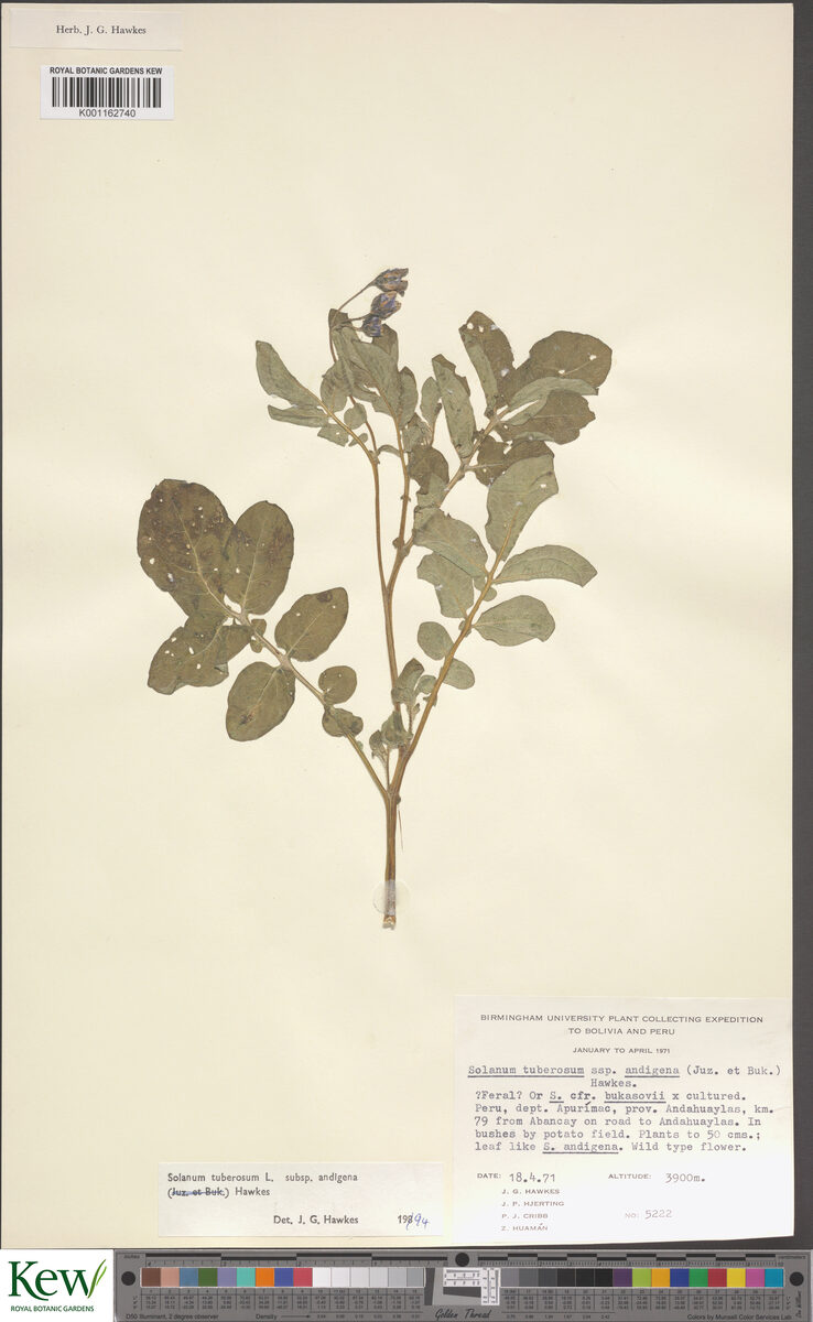 Solanum andigenum (Andigena) — photo