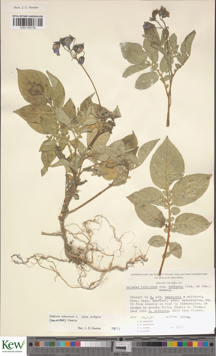 Solanum andigenum (Andigena) — photo