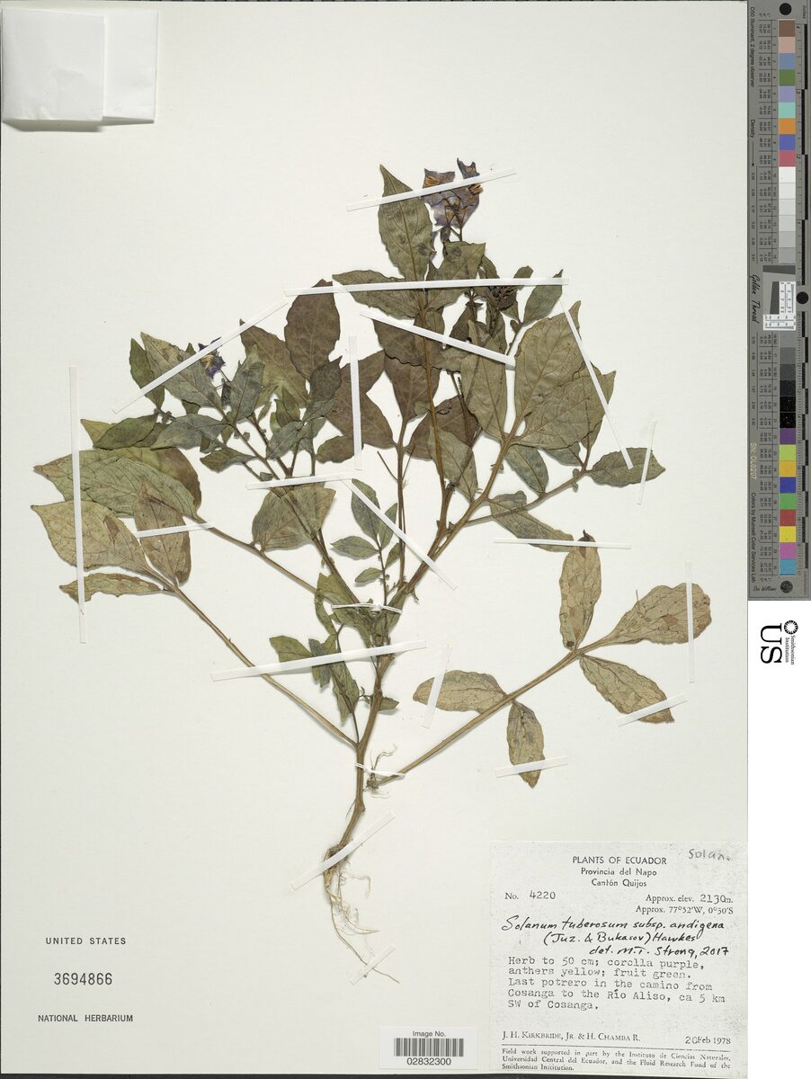 Solanum andigenum