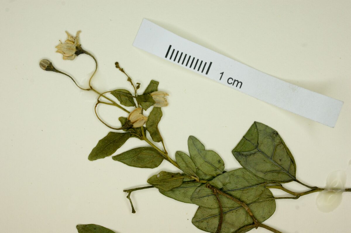 Solanum boerhaviifolium — photo
