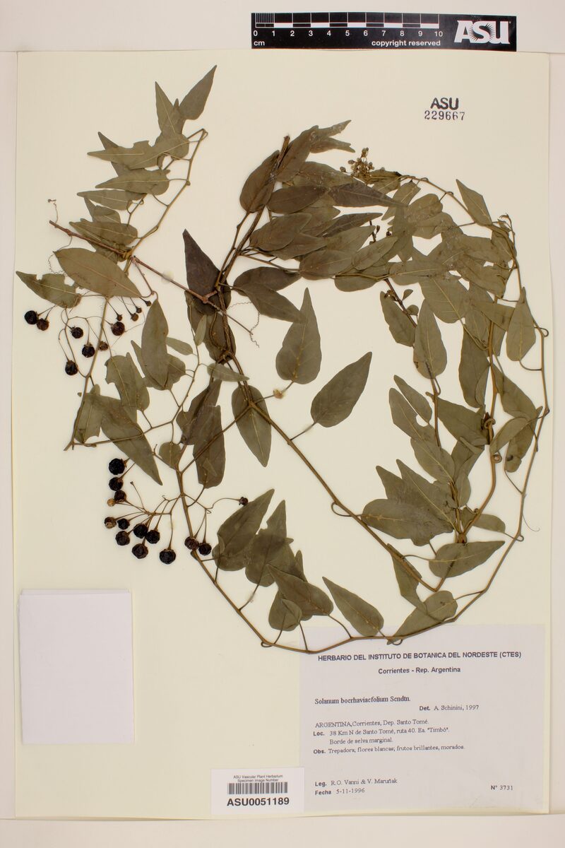 Solanum boerhaviifolium — photo