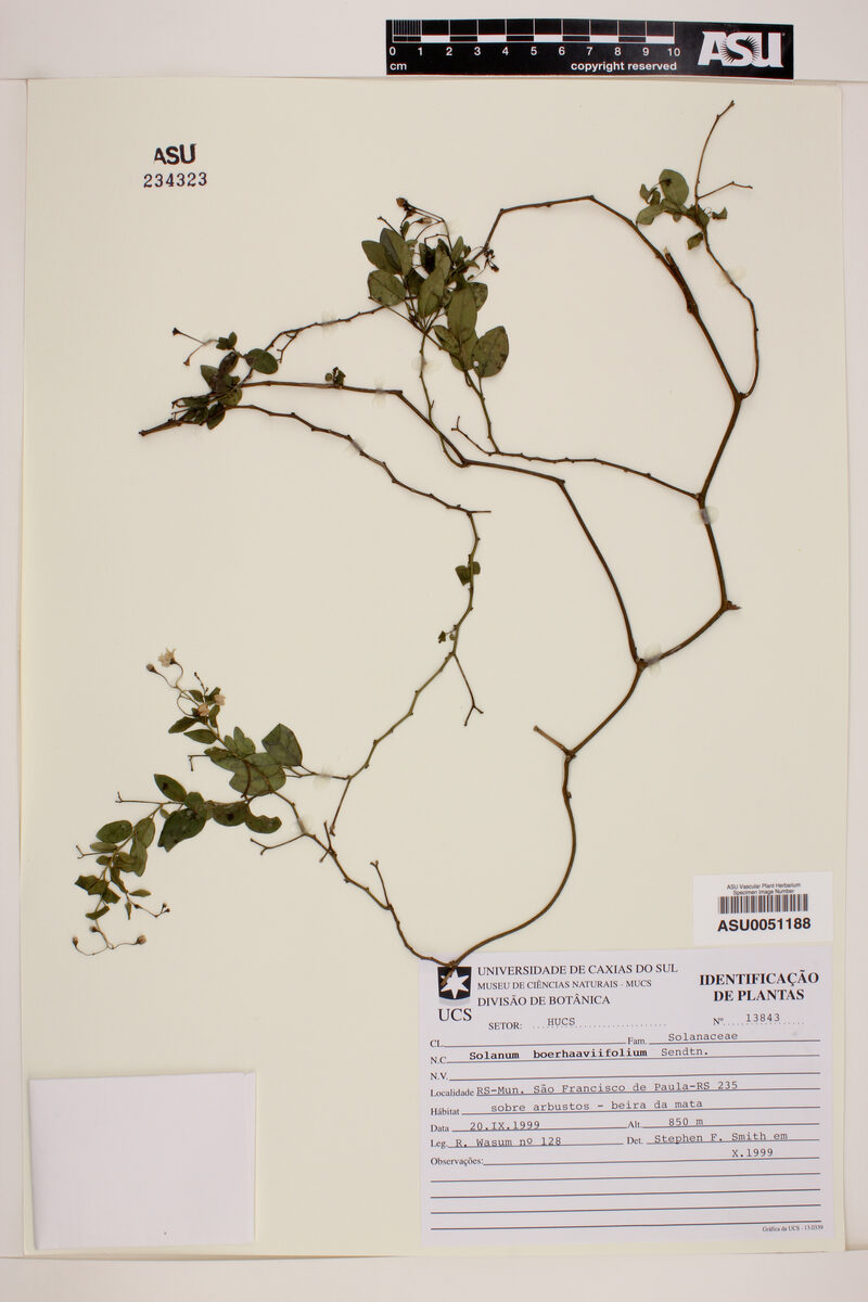 Solanum boerhaviifolium